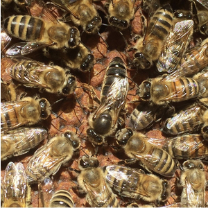 Карника F1 оплодотворенная