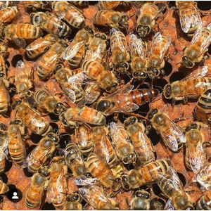 Карника ИО технология двойного осеменения