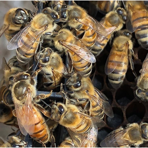 Карника F1 Варроатолеранс (VT)