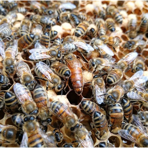 Кордован ИО технологией двойного осемения