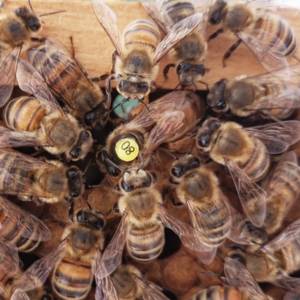 Карпатка ИО технология двойного осеменения