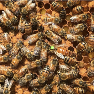 Бакфаст F1 Elgon (EL)