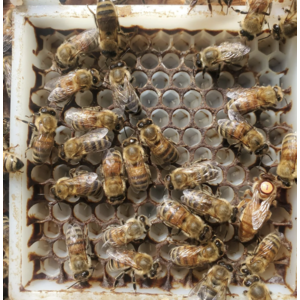 Бакфаст с горного облетника